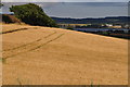 Teignbridge : Countryside Scenery