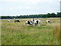 Horses on Latton Common