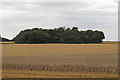 TL9339 : Looking to Clay Birches over wheat field, Assington by Roger Jones