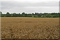 Wheat field near Harrow Street Farm, Leavenheath