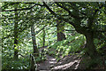 Path in Rumbling Bridge Gorge