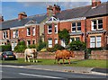 York Road, Beverley, Yorkshire