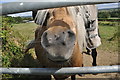 Glastonbury : Pony