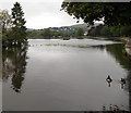 SO0407 : Ducks on Cyfarthfa Park Lake, Merthyr Tydfil by Jaggery