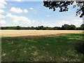 Standing barley at Bradfields