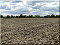 Harvested, ploughed, harrowed and rolled