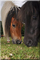 Teignbridge : Miniature Pony Centre