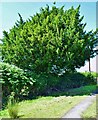 A Roadside Yew