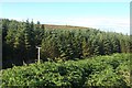 Conifer wood near Bettyhill