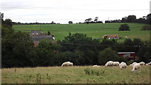 SK4805 : Sheep grazing safely near Hill Farm, Botcheston by John Welford