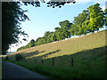 Line of trees on Thrift Hill