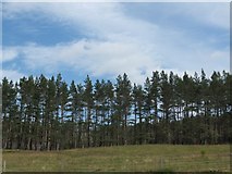 NN7469 : Forestry near Dalnamein by Alpin Stewart