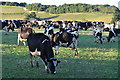 Bradninch : Grassy Field & Cattle