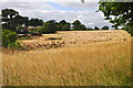 East Devon : Grassy Field