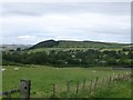 Sheep in pasture at Shielhope