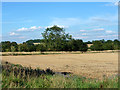 Tree across a stubble field