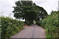 East Devon : Country Lane