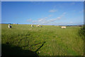 Sheep at Treleddyd-fawr