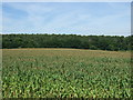 Crop field towards Warren Wood