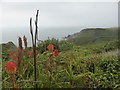 Lush vegetation at Pedn-m?n-an-mere headland