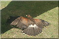 View of a Harris hawk sunbathing in the Steam and Cider Festival in Old Dagenham Park