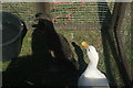 View of a pair of ducks from Wellgate Community Farm in the Steam and Cider Festival in Old Dagenham Park