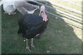 View of a turkey from Wellgate Community Farm in the Steam and Cider Festival in Old Dagenham Park