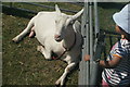 View of a goat from Wellgate Community Farm in the Steam and Cider Festival in Old Dagenham Park