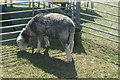 View of a sheep from Wellgate Community Farm in the Steam and Cider Festival in Old Dagenham Park