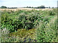 The River Cam near Little Chesterford