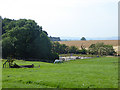 Paddock with horse at Robertland