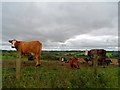 Staring cows near Dunton