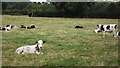 Field with calves, near Stapleton