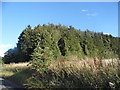 Trees along the railway, Weston Colley