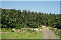 NY7683 : Sheep heading towards bridge at Cadger Ford by Trevor Littlewood