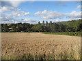 Field in Weston Colley