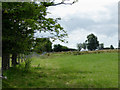 Pasture near Swyddffynnon, Ceredigion