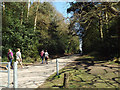 SP1096 : Walking east on a drive through Holly Hurst, Sutton Park by Robin Stott