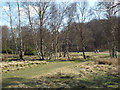SP1096 : A spring walk up Brook Valley, Sutton Park by Robin Stott