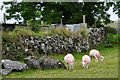 West Devon : Sheep Grazing