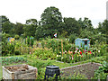 Allotments, Hertford