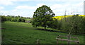 Oak near Broome Farm, Peterstow