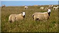 ND3476 : Ewes and lambs on Stroma by Rude Health 