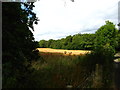 Cereal crop and woodland