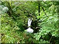 NS9699 : Waterfall In Dollar Glen by Rude Health 