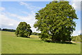 TQ5244 : Oaks, Penshurst Park by N Chadwick