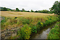 The River Isbourne at Winchcombe