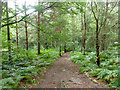 Path, Bagshot Heath