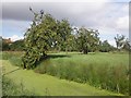 Apple orchard, on Broadstone Lane