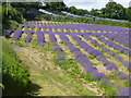 Lavender field Kenward Road